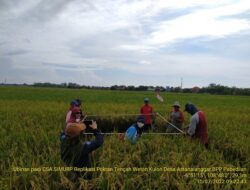Program CSA Kementan Mampu Menggenjot Produktivitas Petani Cirebon