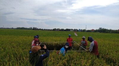 Program CSA Kementan Mampu Menggenjot Produktivitas Petani Cirebon